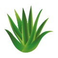 aloe plant leafs nature icon