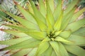 Aloe plant in Munich Botanic Garden