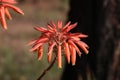 Aloe Plant