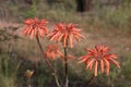 Aloe Plant