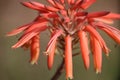 Aloe Plant