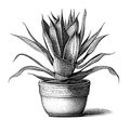 Aloe plant potted sketch hand drawn in doodle style illustration.