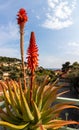 Aloe plant with red flower and italian landscape with hill view mediterranean sea, nature, houses and clouds on sea in sunny day Royalty Free Stock Photo