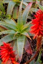 Aloe plant with red flower Royalty Free Stock Photo