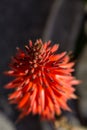 Aloe plant with red flower in vertical Royalty Free Stock Photo