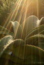 An aloe plant in South Africa with thick fleshy leaves and drops of water in a streak of sunlight