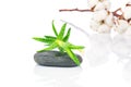 Aloe plant, spa stones and a cotton twig Royalty Free Stock Photo