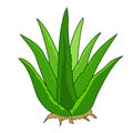 Aloe Plant vector.Vector stock image aloe plant