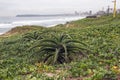 Aloe Plant and Vegetation on Beach Against City Skyline Royalty Free Stock Photo