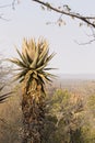 Aloe plant in the Waterberg plateau Royalty Free Stock Photo
