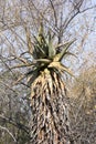 Aloe plant in the Waterberg plateau Royalty Free Stock Photo
