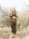 Aloe plant in the Waterberg plateau Royalty Free Stock Photo