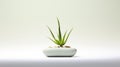 Aloe Plant In White Pot: Minimalist Bonsai Tree For Desktop Wallpaper