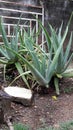 Aloe Plantas Royalty Free Stock Photo