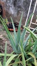 Aloe Plantas Royalty Free Stock Photo