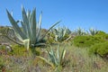 Aloe plants in the fields from Alentejo in Portugal