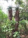 Aloe plants in Kirstenbosch