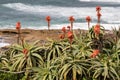 Aloe plants