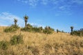 Aloe Plants and Winter Grassland Against Blue Cloudy Sky Royalty Free Stock Photo