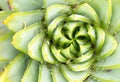 Aloe Polyphilla - Spiral Aloe Royalty Free Stock Photo