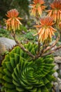 Aloe polyphylla flower