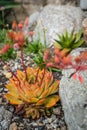 Aloe polyphylla flower