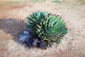 Aloe polyphylla or Spiral aloe close up, beautiful evergreen succulent flowering plant, endemic and national symbol of Lesotho Royalty Free Stock Photo