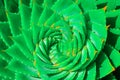 An Aloe Polyphylla Spiral Plant, spiral aloe, kroonaalwyn, lekhala kharetsa, Evergreen succulent perennial. Detail of