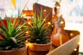 Aloe in pot on background ancient violin on shelf garlanded light bulbs.