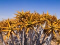 Aloe (quiver) tree detail Royalty Free Stock Photo