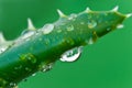 Aloe after the rain close up Royalty Free Stock Photo