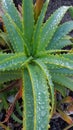 Aloe after the rain Royalty Free Stock Photo