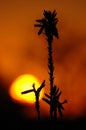 Aloe silhouette Royalty Free Stock Photo