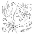 Aloe species and part of plants set. Vector hand drawn outline sketch illustration