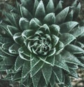 Aloe spinous. green bush. pattern Royalty Free Stock Photo