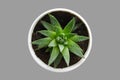 Aloe spinous in a pot