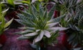 Aloe spinous succulent herbaceous plant Royalty Free Stock Photo