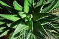 Aloe spiny close up with natural sun Royalty Free Stock Photo