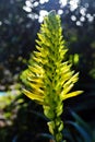 Aloe striata flower Royalty Free Stock Photo