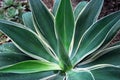 Aloe Succulent Royalty Free Stock Photo