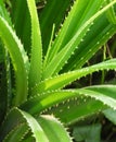 Aloe Succulent Royalty Free Stock Photo