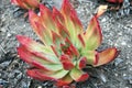 Aloe Succulent Plant Royalty Free Stock Photo