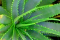 Aloe Succulent Plant Royalty Free Stock Photo