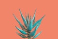 Aloe Succulent Plant in Blue Tone Color on Pinkish Orange Background, Creative Colorful Summer Concept Royalty Free Stock Photo