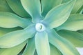 Aloe, succulent plant leaves background Royalty Free Stock Photo