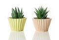 Aloe succulent plants on white background Royalty Free Stock Photo