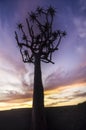 Aloe at the sunset Royalty Free Stock Photo