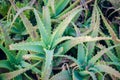 Aloe texture background Royalty Free Stock Photo