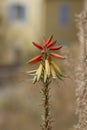 Aloe tomentosa Deflers - Calvi Corsica on the mediterranean sea