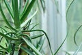Aloe tree Royalty Free Stock Photo